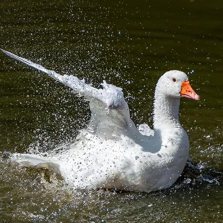 乐科隆比耶度假屋