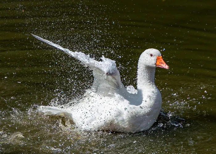 Chateau Le Colombier